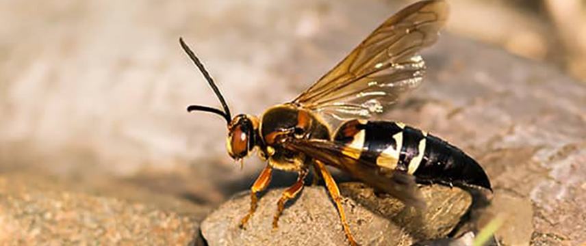 How To Get Rid Of Cicada Killer Wasps