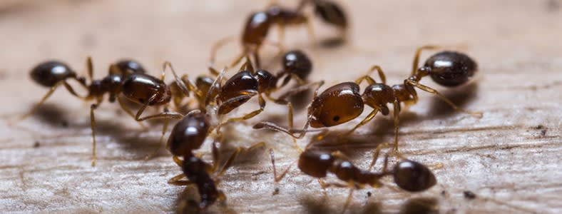 How to Get Rid of Fire Ants & Red Fire Ants