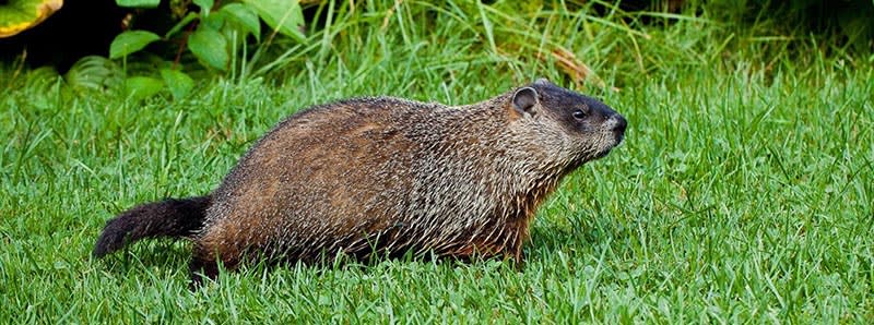 How to Get Rid Of Groundhogs