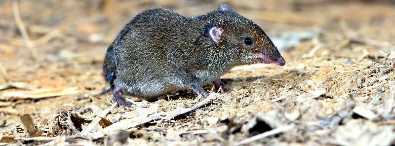 How to Get Rid of Shrews