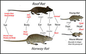 rodent id chart