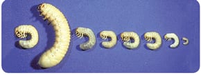 Meridian 25WG Insecticide | Free Shipping