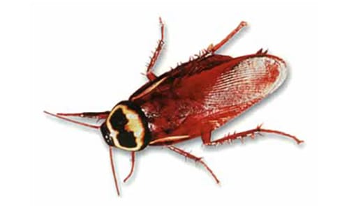 australian roach control