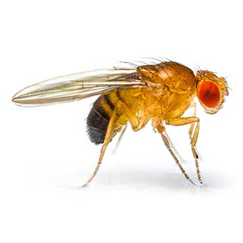 Fruit Fly Control Products
