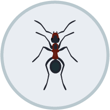 Ant Control Products | DIY Pest Control
