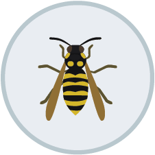 Wasp Control | DIY Pest Control