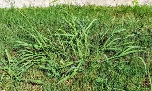 Pre-emergents can prevent weeds