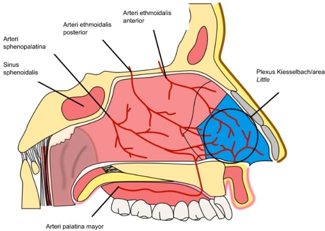 suplai darah nasal-min