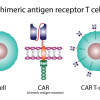Imunoterapi Kanker dengan Chimeric Antigen Receptor Sel T