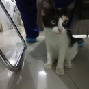 dr. Budi Setiawan Lakukua