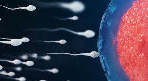 Suplementasi Asam Folat dan Zinc untuk Meningkatkan Jumlah dan Kualitas Sperma