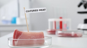 Kelebihan dan Kekurangan Daging Budidaya atau Cultured Meat