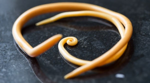 Penanganan Ascariasis pada Kehamilan