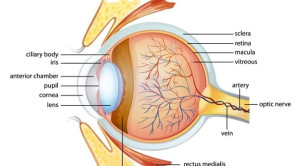 Anatomi Fungsional Mata