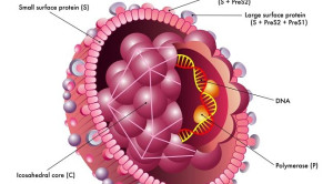 Manajemen Hepatitis B pada Populasi Khusus