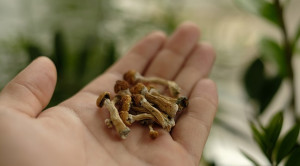 Penanganan Intoksikasi Magic Mushroom