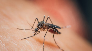 Pengaruh Riwayat Infeksi Dengue Terhadap Patogenisitas