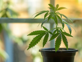 Cannabis aus eigenem anbau konsumierensbpqii