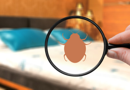 Nahaufnahme einer Hand, die eine Lupe hält, durch die ein vergrößerter Bettwanze auf einem Bett mit blau-weißen Kissen sichtbar ist. Der Hintergrund ist unscharf und zeigt ein Schlafzimmer.