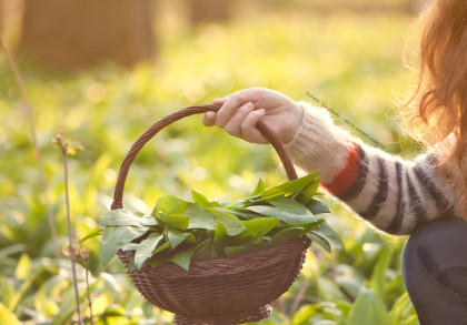 Eine Person hält einen geflochtenen Korb voll mit frischen grünen Blättern in einer Hand. Die Person trägt einen gestreiften Pullover und befindet sich in einer grünen, sonnigen Umgebung.