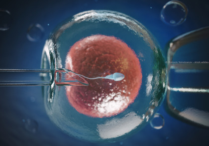 Nahaufnahme einer In-vitro-Fertilisation (IVF), bei der eine Samenzelle mit einer Glaspipette in eine Eizelle injiziert wird.
