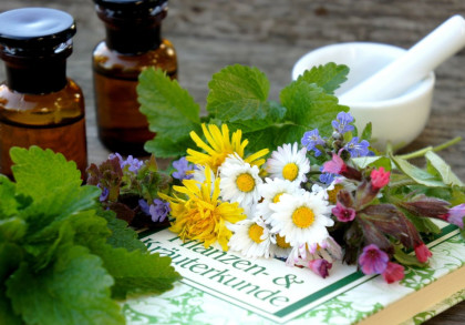 Auf dem Bild sind verschiedene Kräuter und Blumen, darunter Gänseblümchen und Löwenzahn, die auf einem Buch mit der Aufschrift "Pflanzen- & Kräuterkunde" liegen. Im Hintergrund stehen zwei braune Fläschchen und ein weißer Mörser mit Pistill.