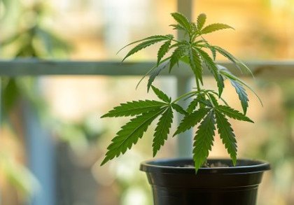 Cannabis darf unter Einhaltung der Vorgaben selbst legal angebaut werden.