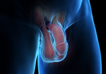 3D-Illustration der männlichen Genitalien mit Penis und Hoden, Darstellung der Anatomie und Muskeln im Bereich des Beckens.