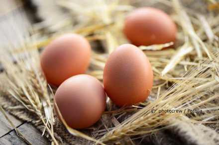 Vier braune Eier liegen auf Stroh. Im Hintergrund ist unscharf weiteres Stroh zu erkennen. Die Eier sind in Nahaufnahme und gut beleuchtet. Copyright-Hinweis "photocrew / Fotolia" ist im Bild integriert.