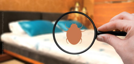 Nahaufnahme einer Hand, die eine Lupe hält, durch die ein vergrößerter Bettwanze auf einem Bett mit blau-weißen Kissen sichtbar ist. Der Hintergrund ist unscharf und zeigt ein Schlafzimmer.