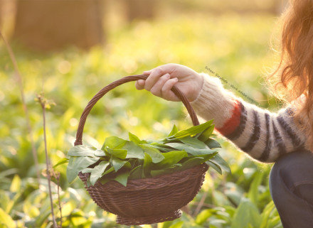 Eine Person hält einen geflochtenen Korb voll mit frischen grünen Blättern in einer Hand. Die Person trägt einen gestreiften Pullover und befindet sich in einer grünen, sonnigen Umgebung.