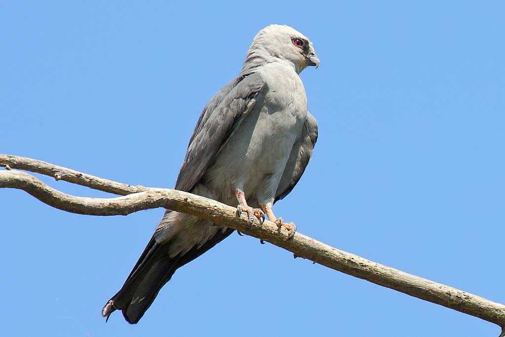 Mississippi Kite - eBirdr