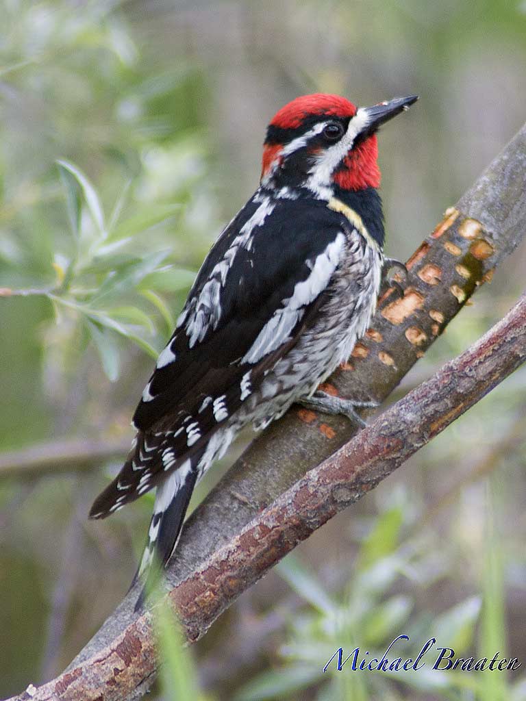 Red-naped Sapsucker - eBirdr