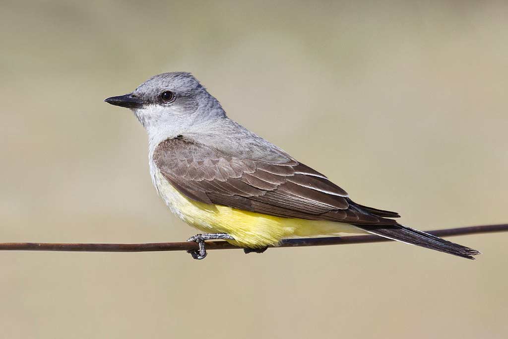 Western Kingbird - eBirdr