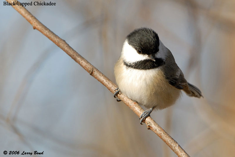 Black-capped Chickadee - eBirdr