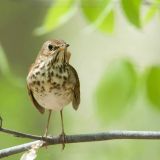 Hermit Thrush