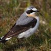 Northern Wheatear