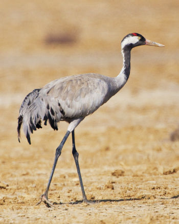 Common Crane