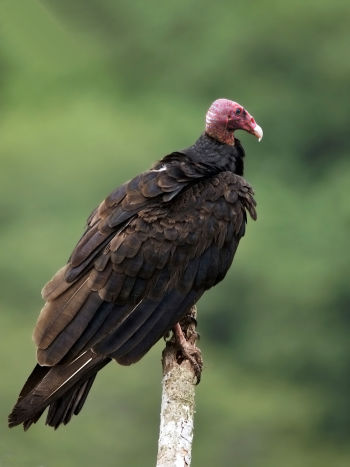 Turkey Vulture