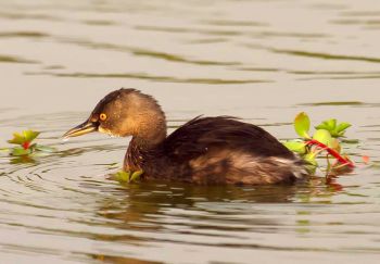 Least Grebe