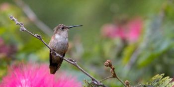 Female - This photo was taken on January 31, 2012 in Nicholls Town, North Andros, BS