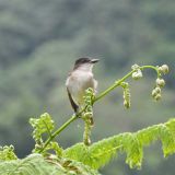 Puerto Rico