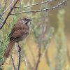 Rufous-crowned Sparrow