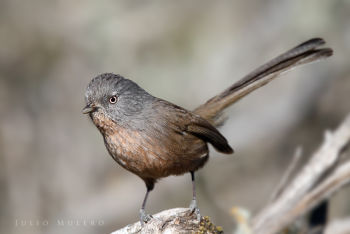 Wrentit