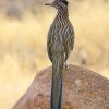 Greater Roadrunner