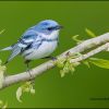 Cerulean Warbler