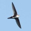 White-throated Swift