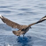 South Polar Skua