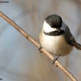 Black-capped Chickadee