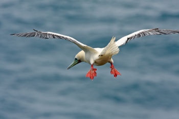 Red-footed Booby